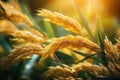 Ear of rice, Rice field, Closeup of yellow paddy rice field with green leaf and Sunlight in the morning time.