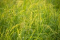 A ear of rice in the green field blur background with warm light Royalty Free Stock Photo