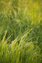 A ear of rice in the green field blur background with warm light Royalty Free Stock Photo