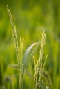 A ear of rice in the green field blur background with warm light Royalty Free Stock Photo