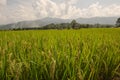 Ear of rice and green leaves in the field Royalty Free Stock Photo