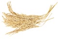 Ear of rice paddy Royalty Free Stock Photo