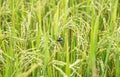 Ear of rice, Paddy field Royalty Free Stock Photo