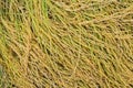 ear of rice in paddy rice field Royalty Free Stock Photo