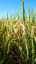 Ear of rice, rice growing