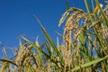 Ear of rices on plantation with blue sky