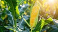 The ear of ripe corn.AI generated image Royalty Free Stock Photo