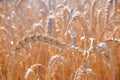 Ear of ripe wheat on a gold field. Agriculture. Rural nature scenery background of ripening ears of meadow wheat. Rich harvest Royalty Free Stock Photo