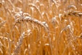 Ear of ripe wheat on a gold field. Agriculture. Rural nature scenery background of ripening ears of meadow wheat. Rich harvest Royalty Free Stock Photo