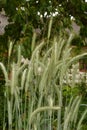 Ear of rye in the field.Close up of rye ears, field of rye in a summer day. Sunrise time Royalty Free Stock Photo