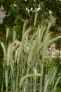 Ear of rye in the field.Close up of rye ears, field of rye in a summer day. Sunrise time Royalty Free Stock Photo