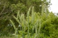 Ear of rye in the field.Close up of rye ears, field of rye in a summer day. Sunrise time Royalty Free Stock Photo