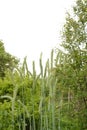 Ear of rye in the field.Close up of rye ears, field of rye in a summer day. Sunrise time Royalty Free Stock Photo