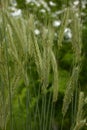 Ear of rye in the field.Close up of rye ears, field of rye in a summer day. Sunrise time Royalty Free Stock Photo