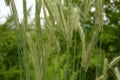 Ear of rye in the field.Close up of rye ears, field of rye in a summer day. Sunrise time Royalty Free Stock Photo