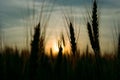 Ear of rye on the field at sunset