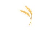 An ear of rye. Two ears of rye. Illustration for food packaging. Cereal plants. Vector illustration of cereals isolated Royalty Free Stock Photo
