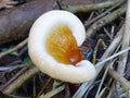 Ear Shaped Mushroom Hemlock Varnish Shelf Fungus