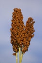 Ear of sorghum Royalty Free Stock Photo