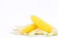 Ear of sweet corn on cobs kernels or grains of ripe corn on white background corn vegetable isolated Royalty Free Stock Photo
