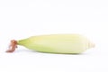 Ear of sweet corn on cobs kernels or grains of ripe corn on white background vegetable isolated