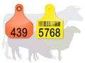 Ear Tags & Farm Animals Royalty Free Stock Photo