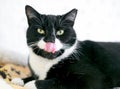 An ear-tipped Tuxedo shorthair cat licking its lips Royalty Free Stock Photo