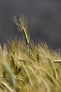 Ear of triticale Royalty Free Stock Photo