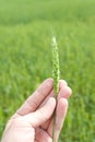 Ear of wheat