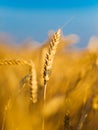 Ear of the wheat