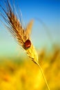 Ear of wheat Royalty Free Stock Photo