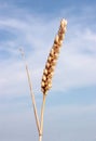 Ear of wheat