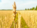 Ear wheat on blurred background of wheat field Royalty Free Stock Photo