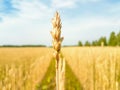 Ear wheat on blurred background of wheat field Royalty Free Stock Photo