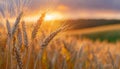 An ear of wheat close-up in a field in the evening sunlight. Sunset over the fields. Royalty Free Stock Photo