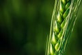 Ear of wheat in field, closeup of green crop during early growth stage