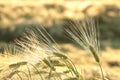 ear of wheat in the field at dawn close up of a single ear of wheat growing on a field backlit by the morning sun on a spring day Royalty Free Stock Photo