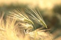 ear of wheat in the field at dawn close up a single growing on backlit by morning sun spring day june poland Royalty Free Stock Photo