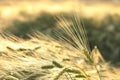 Ear of wheat in the field at dawn Royalty Free Stock Photo