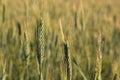 Ear. Wheat ear field with yellow sunset light. Royalty Free Stock Photo