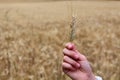 Ear of wheat in hand