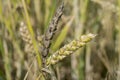 Ear of Wheat Royalty Free Stock Photo