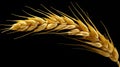 Ear of wheat isolated on black background. Close-up shot. Royalty Free Stock Photo