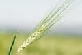 Ear of wheat macro in spring. Royalty Free Stock Photo
