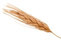 Ear of wheat. Macro Royalty Free Stock Photo