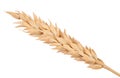 Ear of wheat. Macro Royalty Free Stock Photo