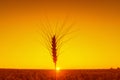 Ear Of Wheat On Orange Sunset