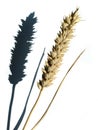 Ear of wheat with shadow on white Royalty Free Stock Photo
