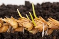 Ear of wheat sprouting Royalty Free Stock Photo