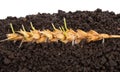 Ear of wheat sprouting. Macro Royalty Free Stock Photo